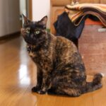 レス12番のサムネイル画像