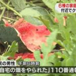 レス1番のリンク先のサムネイル画像