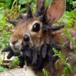 レス1番のリンク先のサムネイル画像