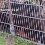 レス1番のリンク先のサムネイル画像