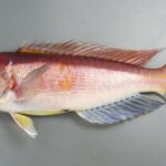 レス2番の画像1