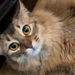 レス6番の画像3