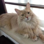 レス6番の画像1