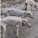 レス15番の画像2