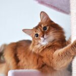 レス6番の画像2