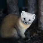 レス29番の画像2