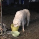 レス1番の画像5