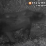 レス1番のリンク先のサムネイル画像