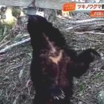 レス1番のリンク先のサムネイル画像