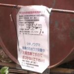 レス1番のリンク先のサムネイル画像
