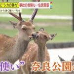 レス1番のリンク先のサムネイル画像