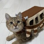 レス3番の画像1